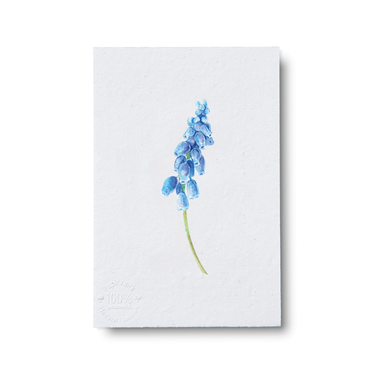 Blue Hyacinth
