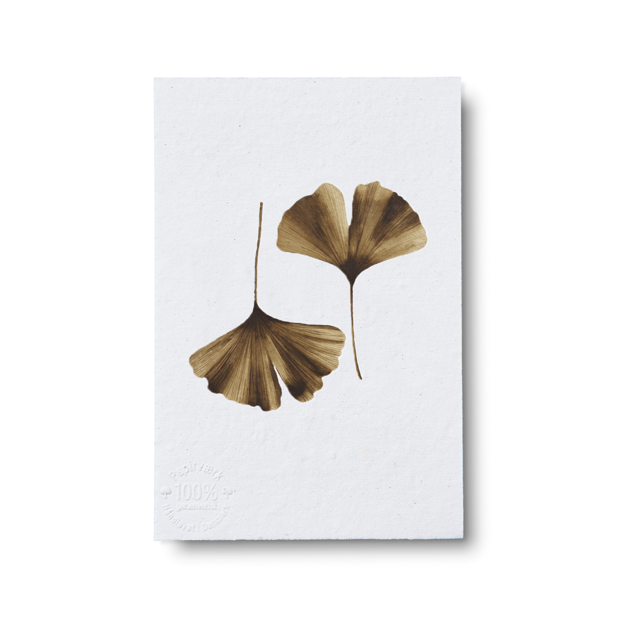 Ginko - Papirværk