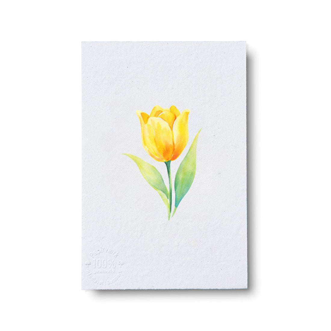 Tulip
